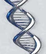 Einzelne, veränderte DNA-Bausteine werden SNPs genannt.
