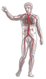 Blutkreislauf des Körpers